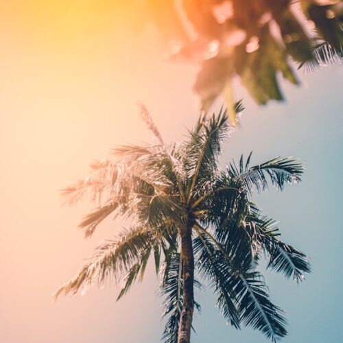 Sunny Palmtree