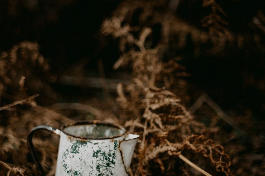 Jug in woods