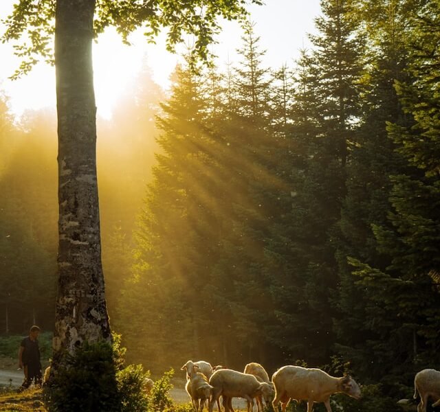 sheep