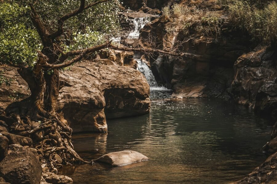 Tree by a river