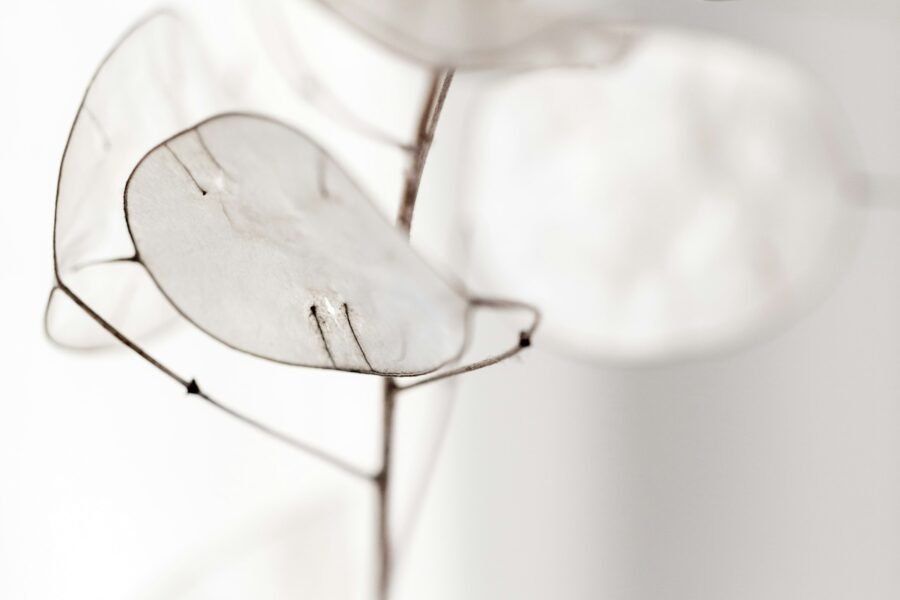 White Petals