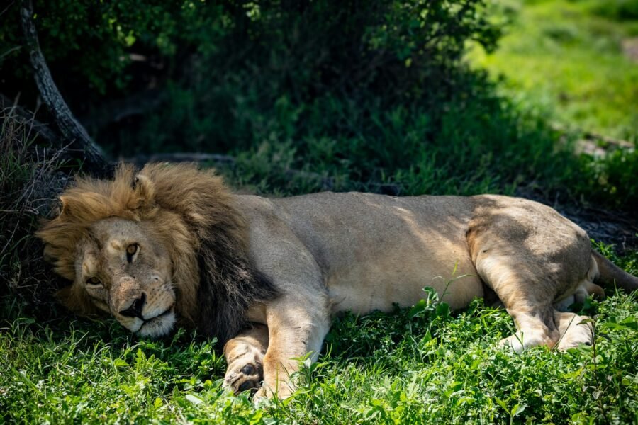 Sleep Lion